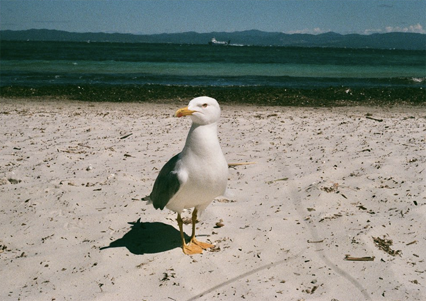 Mouette et Mer