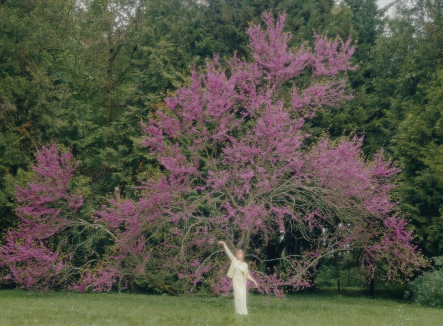 Femme et arbre rose