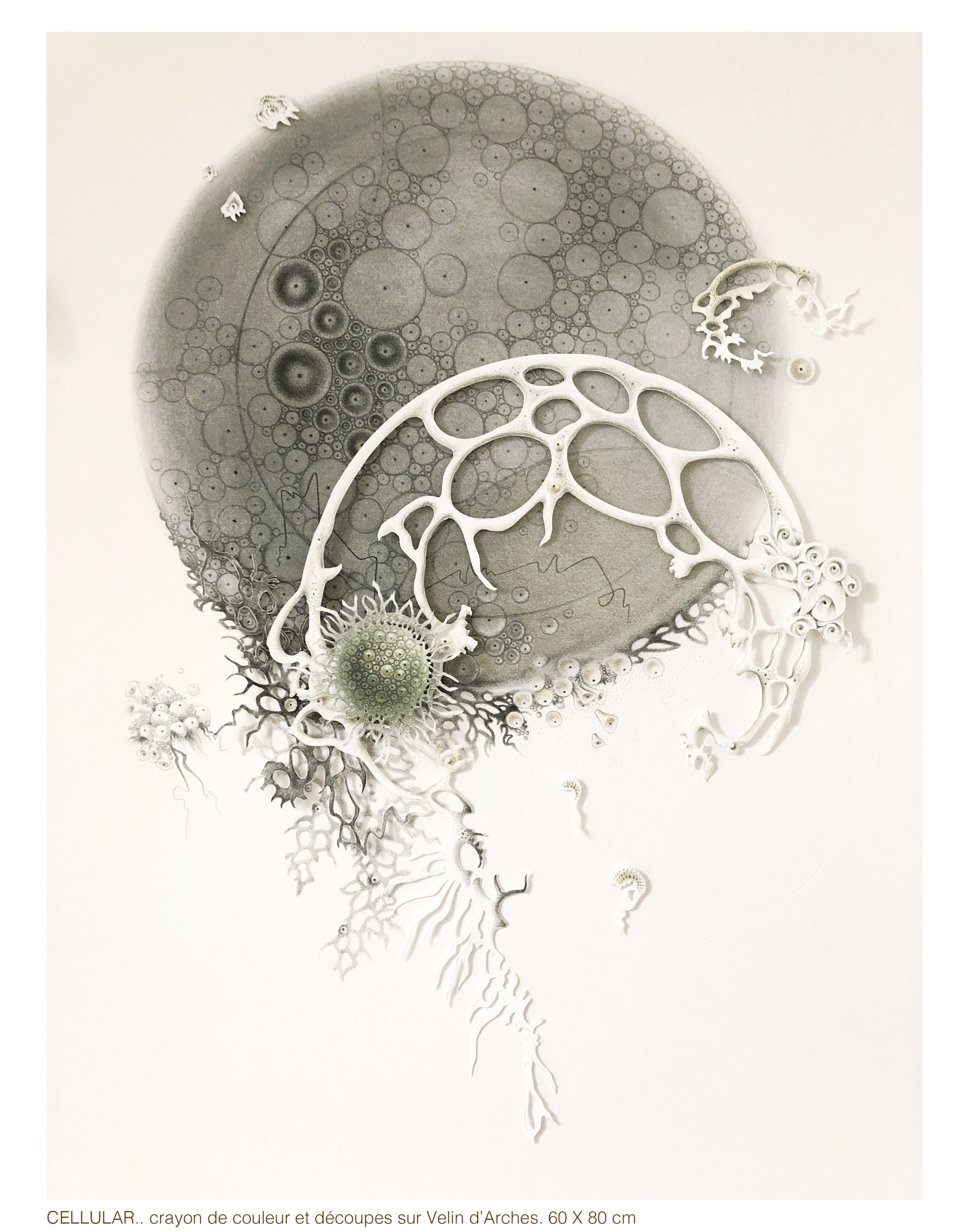 Cellular 2