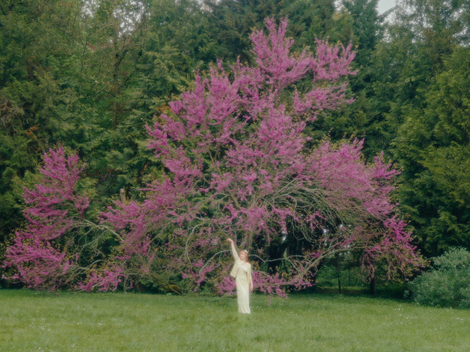 Arbre Fuschia