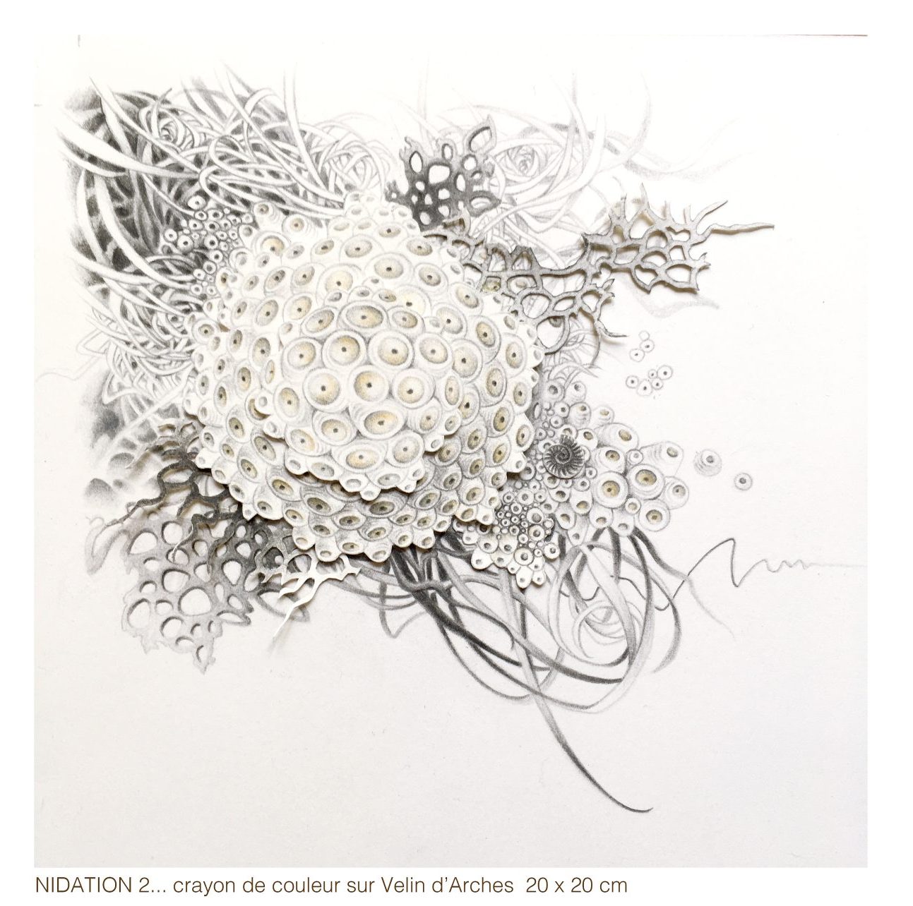 Nidation 2