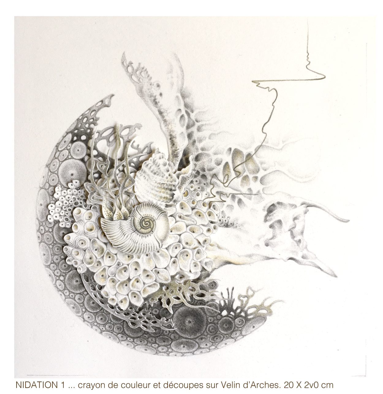 Nidation 1